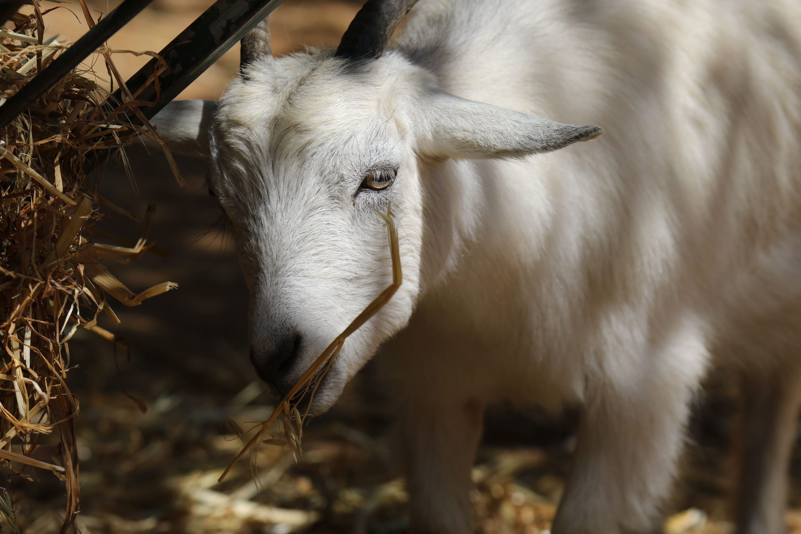 Farm of Mercy Sanctuary